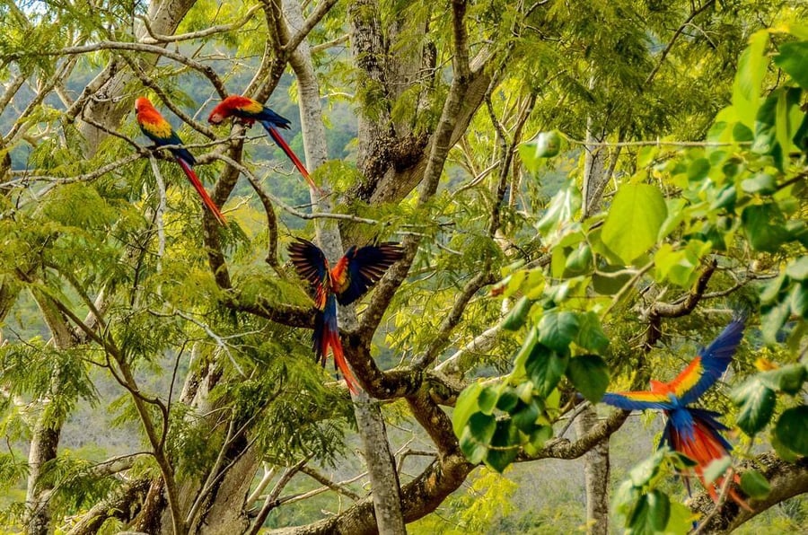 macaw-parrots