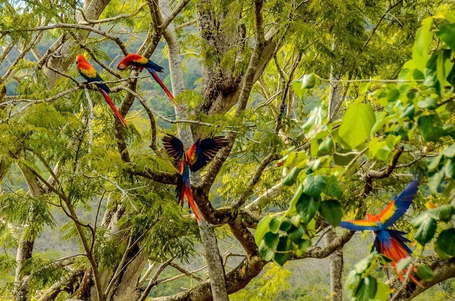 macaw-parrots